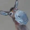 David B